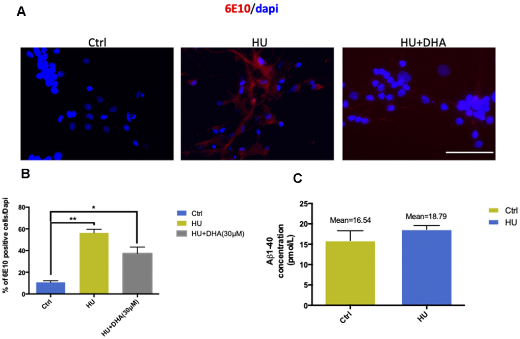 Membrane aging increased Aβ aggregation in vitro. The results of immunostaining with 6E10 showed that membrane aging significantly increased the number of positively stained neurons compared with the control (P A, B). Further quantification of Aβ in vitro was done by ELISA detection. The average concentration of Aβ1-40 was at least 2 pmol/L higher in the membrane aging group compared with the control group (C). However, Aβ1-42 was under the detection threshold, which was hard to quantify. All the data are expressed as mean ± SD from three independent experiments (N = 3). *P **P t test was used to determine the statistical significance of the differences.