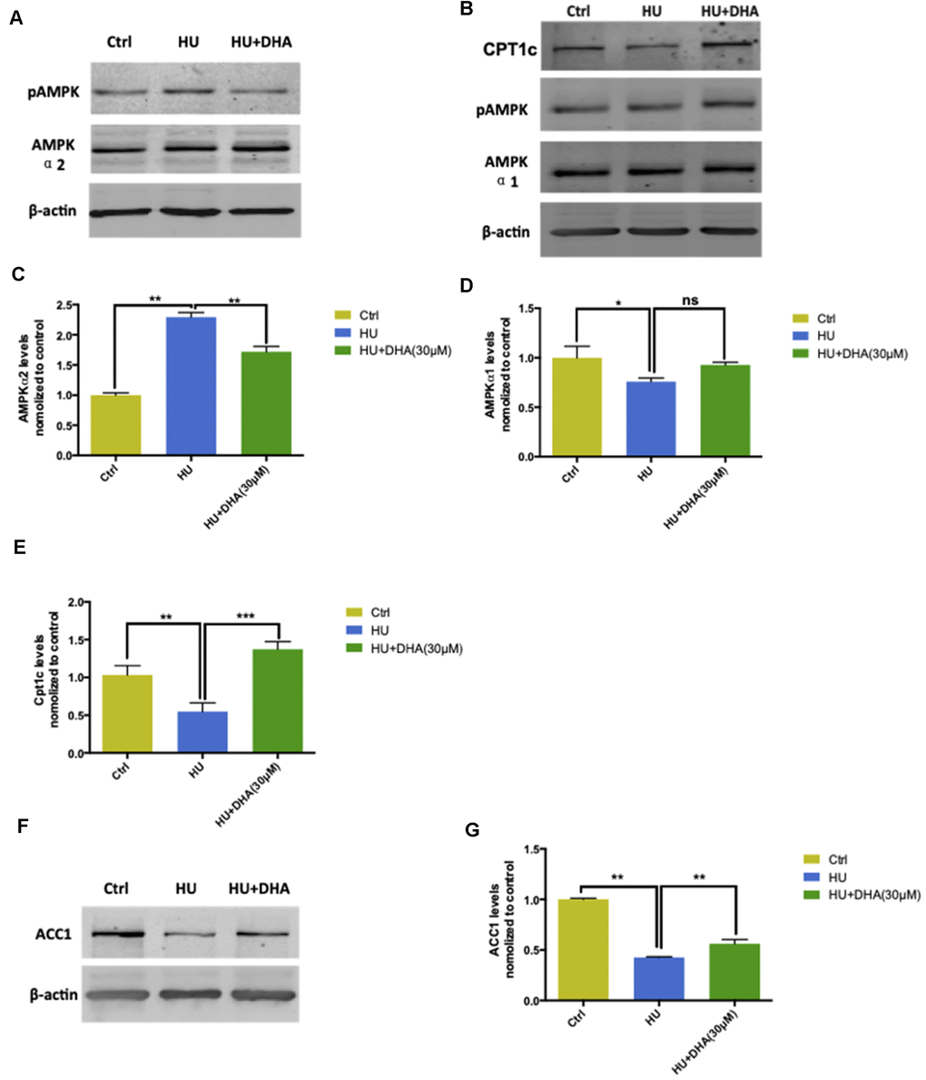 AMPK/ACC/CPT1 pathway was involved in membrane aging processes. Membrane aging activated protein expression of AMPK-α2 through Ser485/491 residue phosphorylation by DHA treatment. However, AMPK-α1 showed no significant change in the protein expression level (A, B). Membrane aging also increased AMPK-α2 mRNA levels (P P C). AMPK-α1 mRNA levels decreased in the membrane aging group and slightly increased in the DHA treatment group (D). CPT1c protein and mRNA levels were also inhibited by membrane aging (P P B, E). The protein and mRNA expression of two downstream factors of AMPK were detected. Membrane aging inhibited the expression of ACC1 protein; DHA co-treatment comparatively increased the protein level (F). The ACC1 mRNA level followed the same trend, which was reduced by membrane aging (P P G). All the data are expressed as mean ± SD from three independent experiments (N = 3). *P **P ***P 