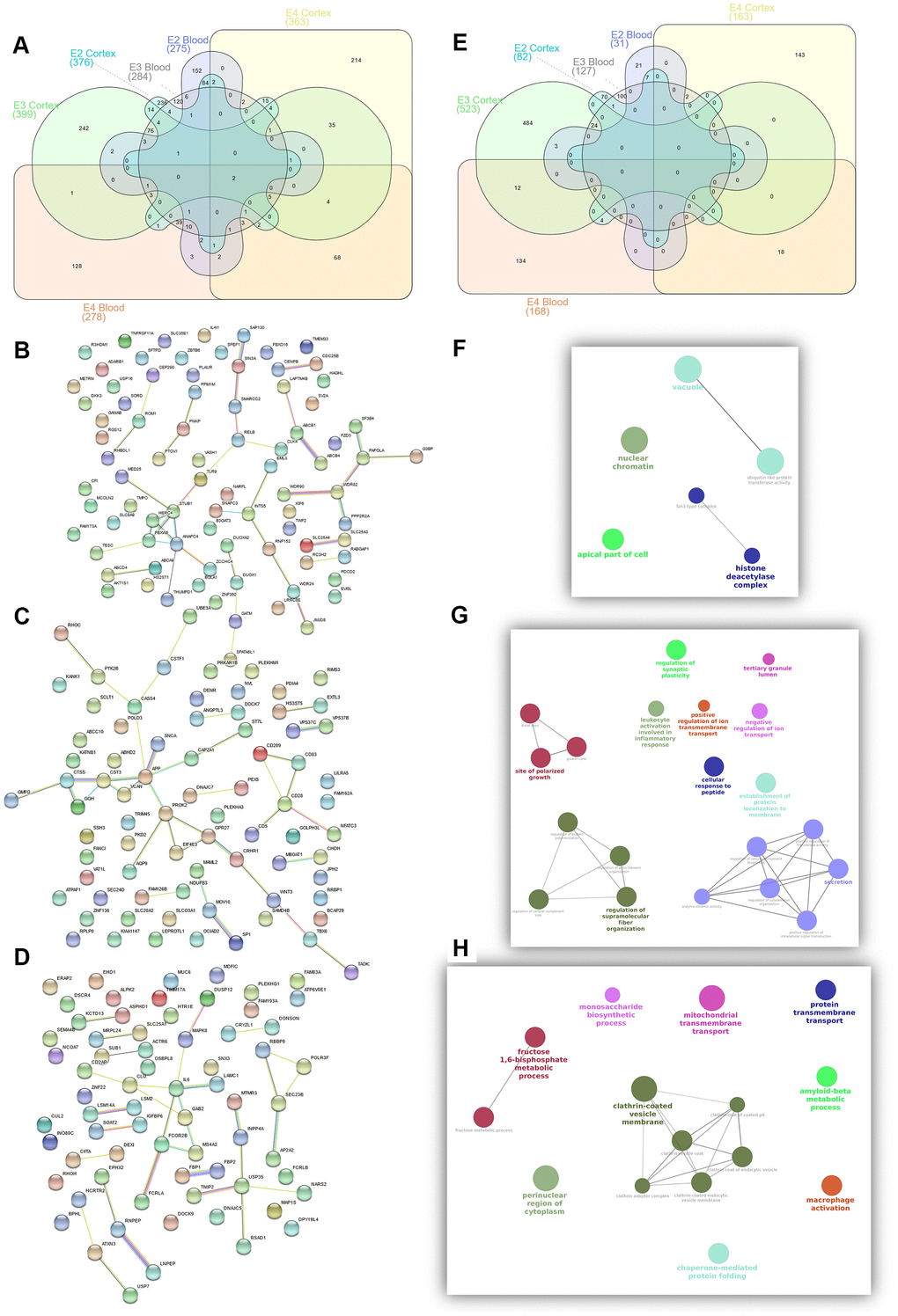 Summary of candidate genes (A–D) and pathways (E–H) from APOE2 (B, F), APOE3 (C, G) and APOE4 (D, H) common candidates from Blood and Cortex RRA analyses.