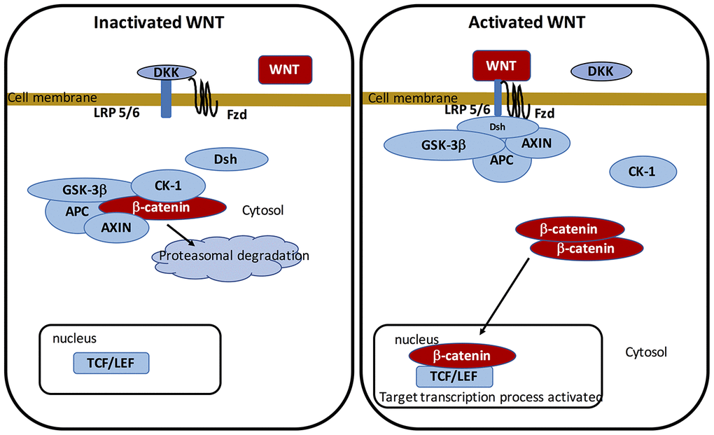 On-state and off-state activation of the WNT pathway.