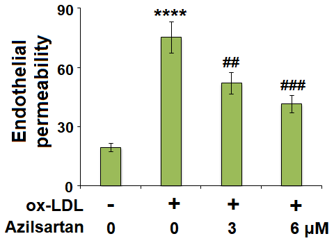 Azilsartan mitigated ox-LDL-induced endothelial permeability of HUVECs. Cells were stimulated with ox-LDL (100 μg/mL) in the presence or absence of Azilsartan (3, 6 μM) for 24 hours. Endothelial monolayer permeability was measured by FITC-dextran permeation (****, P