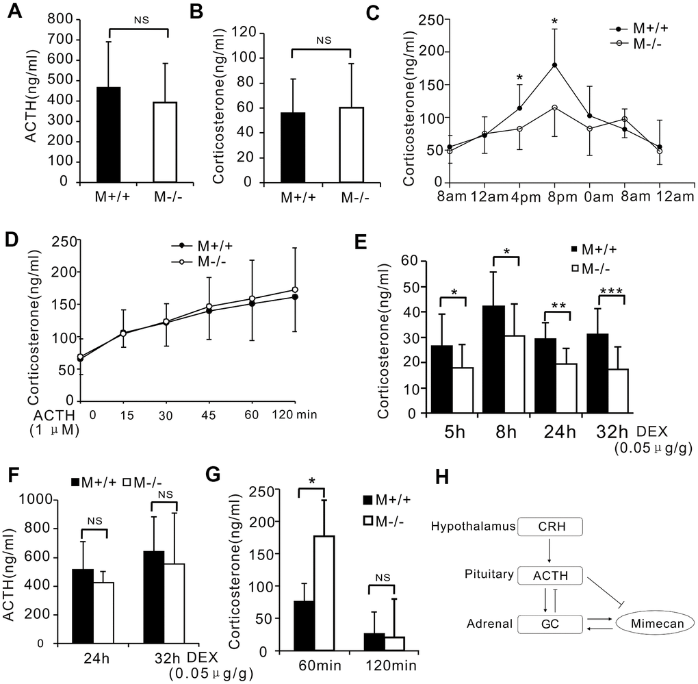 Disturbed stress-free diurnal rhythm of corticosterone secretion and hyperactivated stress response in mimecan-deficient mice. (A, B) No differences in serum corticosterone or plasma ACTH levels of wild-type (WT) and mim-/- mice were determined using ELISA (10 mice per group). (C) Significant disturbance of diurnal corticosterone secretion was observed in non-stressed mim-/- mice. Secretion levels lacked the typical peaks and troughs seen with WT mice (n=20 per group). (D) There was no difference in the serum corticosterone levels of wild-type (WT) and mim-/- knockout mice after stimulation with 1 μM ACTH. (E) The response to the DEX suppression test in mim-/- mice surpassed that of WT mice. The serum corticosterone level was determined using ELISA for 5–32 h after intramuscular injection of 0.05 ug/g DEX (21 mim-/- mice and 15 WT mice). (F) Similar serum ACTH levels in mim-/- and WT mice were observed 24–32 h after intramuscular injection of DEX (21 mim-/- mice and 15 WT mice). (G) A marked increase in the serum corticosterone level of mim-/- vs WT male mice was observed after 1 h of restraint and this was lost 1 h after release (5 mice per group). Data information: *p-/- vs. WT mice, Student’s t-test. (H) A graph showing the role of mimecan in the hypothalamic–pituitary–adrenal (HPA) axis.