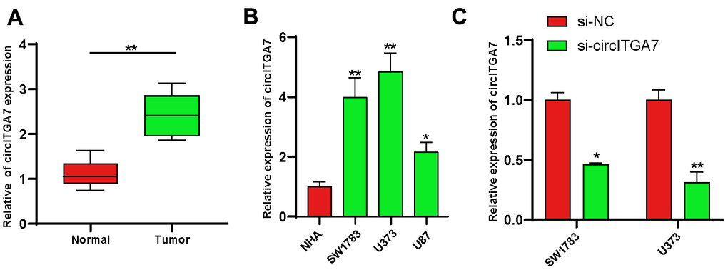 Increased circITGA7 level was shown in glioma tissues. (A) Relative expression of circITGA7 in 12 pairs of glioma tissues and adjacent normal tissues by qRT-PCR. (B) Relative expression of circITGA7 in different glioma cell lines by qRT-PCR. (C) Relative expression of circITGA7 in SW1783 and U373 cells transfected with si-circITGA7. *p 