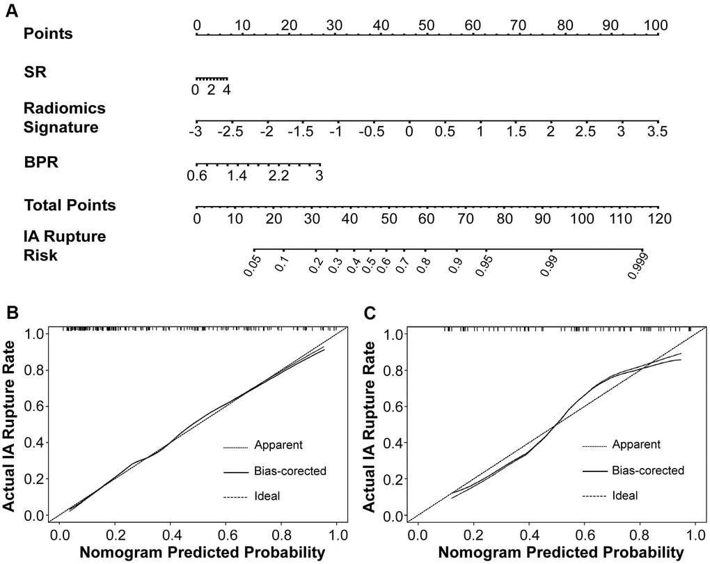 The morphology-based radiomics signature model was developed into nomogram (A). Calibration curves suggest that our nomogram performed well in both the derivation (B) and validation (C) cohorts.
