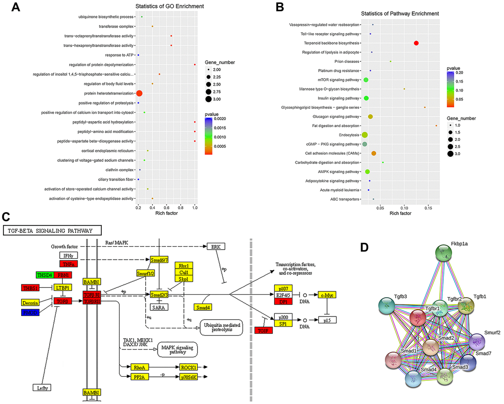 Enrichment analysis of biological functions and pathways. (A) Top 20 significantly enriched GO terms for differentially expressed ncRNAs are shown in a scatterplot. (B) Top 20 significantly enriched KEGG pathways for differentially expressed ncRNAs are shown in a scatterplot. (C) Mapping of the TGF-β/Smad pathway activated by SCI. In the map, genes encoding pathway proteins were significantly upregulated (red), upregulated without a significant difference (yellow), significantly downregulated (blue), or downregulated without a significant difference (green). (D) PPI analysis of TGF-β/Smad pathway-related proteins.