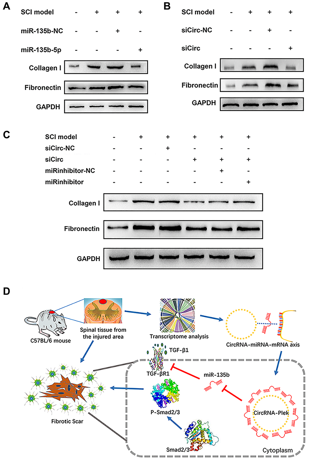 CircPlek/miR-135b-5p/TGF-βR1 axis regulated the progression of fibrosis. (A) Western blot showing fibronectin and collagen I protein levels in the control, SCI model, SCI + mimic NC, and SCI + miR-135b-5p mimics groups. (B) Western blotting showing fibronectin and collagen I protein levels in the control, SCI model, SCI + siCircRNA NC, and SCI + siCircPlek groups. (C) After co-transfection of spinal fibroblasts with siCircPlek and an miR-135b-5p inhibitor with or without SCI, fibronectin and collagen I protein levels were measured using western blotting. (D) Proposed model of the function of CircPlek in the regulation of fibrosis via the miR-135b-5p/TGF-βR1 axis in spinal fibroblasts. Under SCI, the expression of CircPlek was upregulated. Elevated CircPlek attracting miR-135b-5p, which bound to TGF-βR1, consequently inducing the activation of fibroblasts and fibrous scar formation.