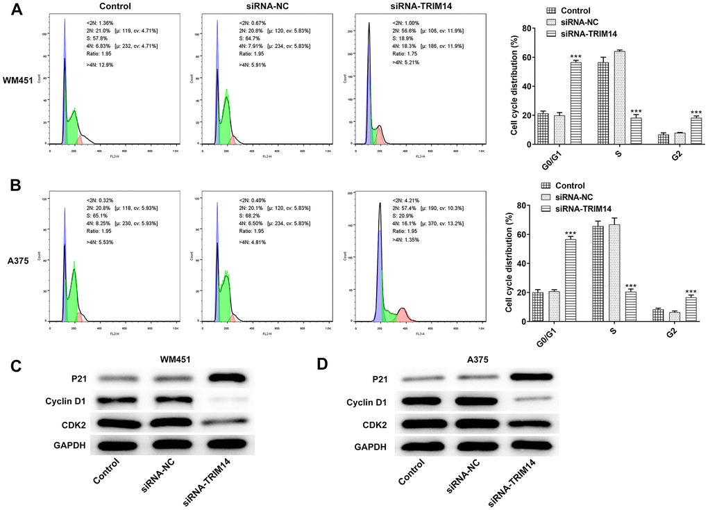 Knockdown of TRIM14 induced melanoma cell cycle arrest. After transfection, both WM451 and A375 cells were collected for cell cycle distribution analysis using flow cytometry assay (A–B). The expression of cell cycle-related proteins (p21, cyclin D1, CDK2) were detected using western blot (C–D). ***p 