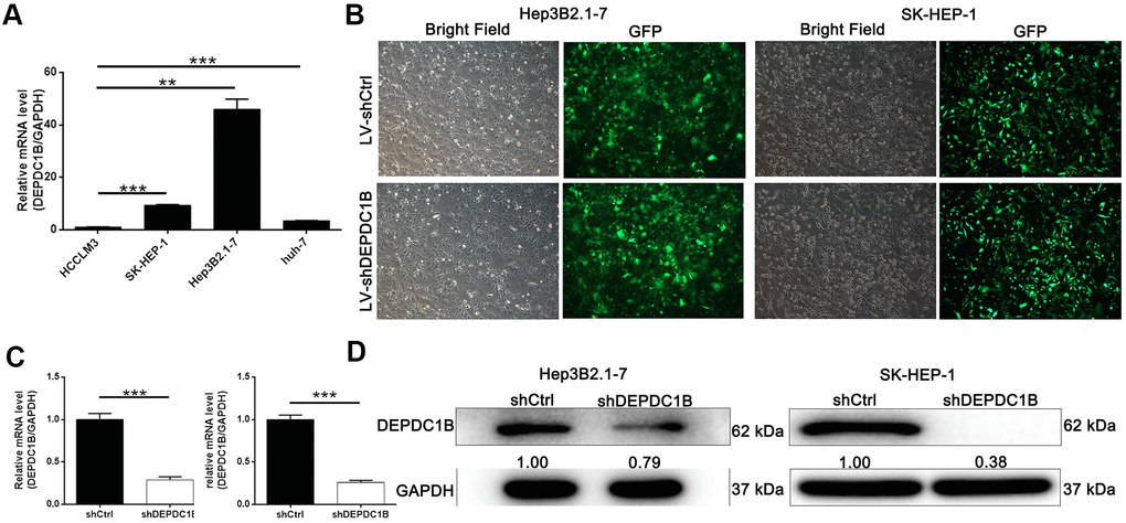 Successful construction of DEPDC1B knockdown. (A) The expression level of DEPDC1B in SK-HEP-1, Hep3B2.1-7, huh-7 was significantly higher than in HCCLM3 (PB) The fluorescence of cells, which were infected with shCtrl, shDEPDC1B for 72 h, observed by microscope demonstrates a >80% efficiency of infection and the normal cell condition. The results of qRT-PCR show that, after the infection of lentivirus: (C) Compared with the shCtrl group, in HEP3B2.1-7 cells, the knockdown efficiency of DEPDC1B in shDEPDC1B group was 71.35% (PD) compared with shCtrl group, in HEP3B2.1-7 and SK-HEP-1 cells: the protein level of DEPDC1B in shDEPDC1B group was down-regulated. *: P 