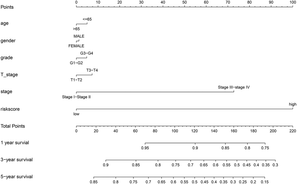 Nomogram to predict the probability of disease-specific survival (DSS) at 1, 3, and 5 years for HCC patients in the TCGA cohort.