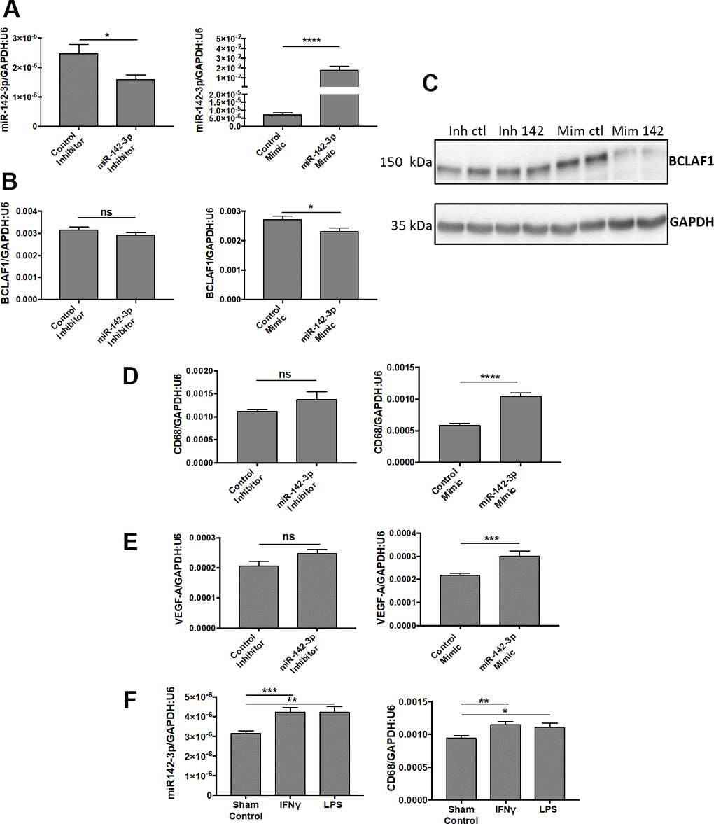 MiR-142-3p regulates the activation of human microglia cells under pro-inflammatory conditions. (A–C) Transfections of miR-142-3p inhibitor and mimic lead to decreased and increased miR-142-3p level, respectively (A). Transfection of miR-142-3p mimic decreased BCLAF1 levels, a previously identified target of miR-142-3p, both at the transcript level (B) and protein level (C). (D, E) Effects on CD68 level (D) or VEGF-A (E) in HMC3 transfected with miR-142-3p inhibitor or mimic and relative controls. Only miR-142-3p mimic was able to induce CD68 et VEGF-A production. (F) HMC3 stimulated with either IFNᵞ or LPS for 24 hours overexpress miR-142-3p as long with CD68. All qRT-PCR results are presented as mean +- SEM. Mann Whitney test. (* = p ≤ 0.05; ** = p ≤ 0.01; *** = p ≤ 0.001; **** = p ≤ 0.0001; ns = not significant).