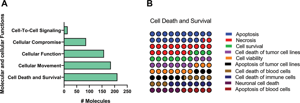 Identification of top enriched molecular and cellular functions related pathways of old versus young mice lungs using IPA Z-score algorithm. (A) Molecular and cellular functions category. (B) Percentage contribution of affected pathways in cell death and survival subcategory. Colored nodes refer to genes found in our dataset (green means downregulated; red means upregulated). Uncolored nodes were not identified as differentially expressed in our experiment and were integrated into the computationally generated IPA networks to indicate relevance to this network.