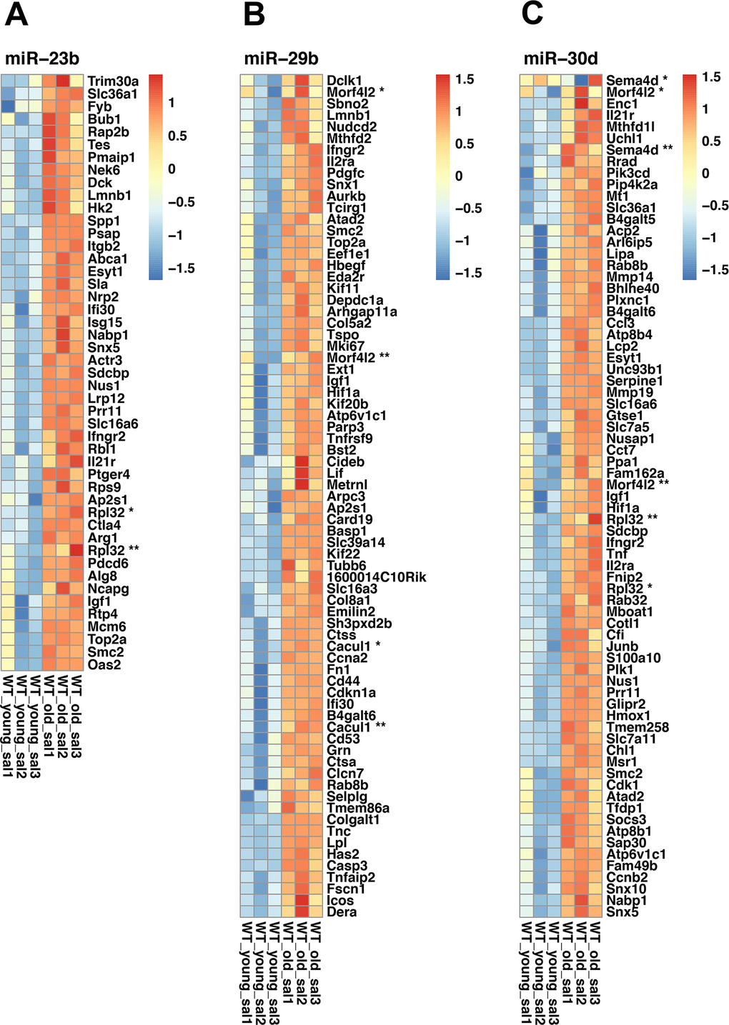 Heatmaps of selected miRNAs. (A) Heatmap of miR-23b differentially expressed target genes. (B) Heatmap of miR-29b differentially expressed target genes. (C) Heatmap of miR-30d differentially expressed target genes. Red indicates high expression, and blue, low expression. When duplicated, genes were marked with asterisks. Affymetrix probes IDs are shown inside the parenthesis. Rpl32 * (17469936), Rpl32 ** (17549432), Cacul1 * (17366081), Cacul (17548127), Morf4l2 * (17544754), Morrf4l2 ** (17548112), Morf4l2 * (17544754), Morf4l2 **(17548112), Rpl32 *(17469936), Rpl32 **(17549432), Sema4d * (17292562), Sema4d ** (17292569).