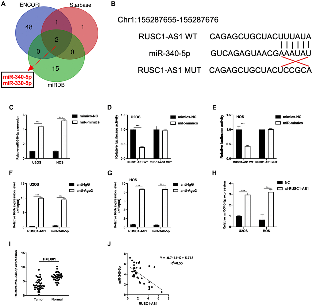 miR-340-5p was a direct target of RUSC1-AS1. (A) ENCORI, Starbase and miRDB predicted miRNAs that could bind to RUSC1-AS1. (B) Predicted binding sites of miR-340-5p and RUSC1-AS1. (C) The miR-340-5p expression after mimics-NC and miR-mimics transfection. (D–E) Luciferase reporter assay in U2OS and HOS cells showed direct binding of RUSC1-AS1 and miR-340-5p. (F–G) RIP assay in U2OS and HOS cells showed direct binding of RUSC1-AS1 and miR-340-5p. (H) The miR-340-5p expression after si-RUSC1-AS1 or si-NC transfection. (I) miR-340-5p expression in osteosarcoma tissues and adjacent normal tissues. (J) Linear correlation between miR-340-5p and RUSC1-AS1.