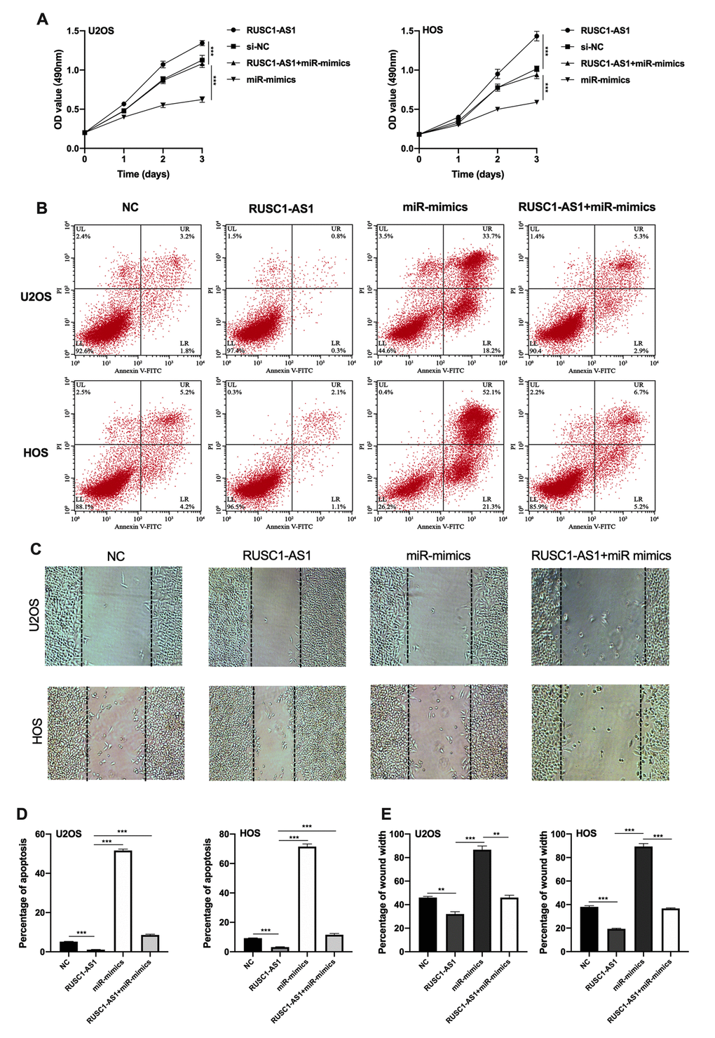 RUSC1-AS1 exerted its role through miR-340-5p. (A) CCK-8 proliferation assay, (B, D) flow cytometry apoptosis assay, (C, E) wound healing assay in U2OS/HOS cells or U2OS/HOS cells transfected with RUSC1-AS1 plasmid, miR-mimics or RUSC1-AS1+miR-mimics.