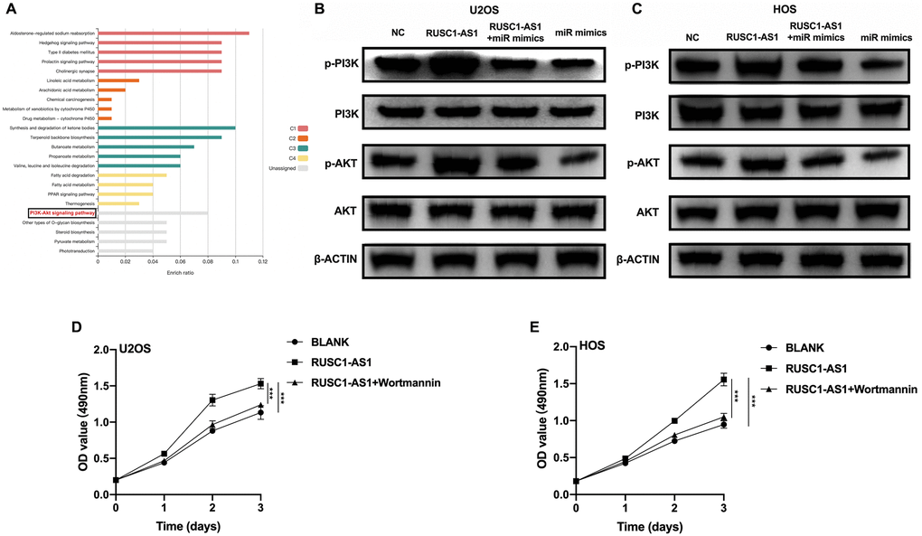 RUSC1-AS1/miR-340-5p activated PI3K/AKT signaling pathway. (A) KEGG analysis of the target genes of miR-340-5p predicted by miRDB website tool. (B–C) Western blot analysis of proteins in PI3K/AKT pathway in U2OS/HOS cells or U2OS/HOS cells transfected with RUSC1-AS1 plasmid, miR-mimics or RUSC1-AS1+miR-mimics. (D–E) CCK-8 assay in U2OS/HOS cells transfected with RUSC1-AS1 plasmid with/without wortmannin treatment.