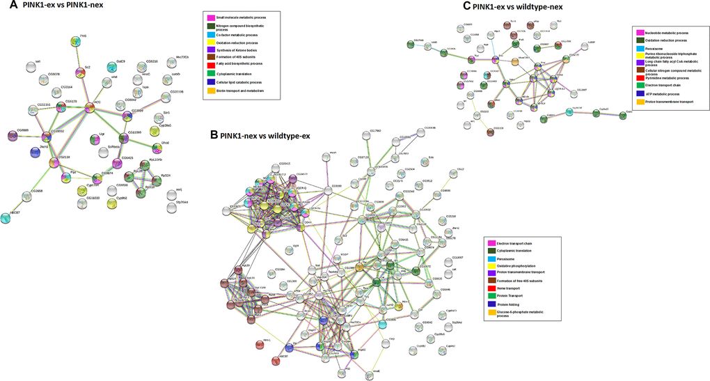 Network analysis of differentially expressed proteins. (A) Pink1- exercised vs Pink1- non-exercised; (B) Pink1- non-exercised vs wild type exercised; (C) Pink1- exercised vs wild type non-exercised. Networks analysed using STRINGdb. The nodes are coloured according to the processes (legend) that the proteins are involved in by using GO Terms for Biological Processes. The edge shows type of interactions, experimentally determined interactions are pink and the one obtained from databases are sky blue. Predicted interactions such as gene neighbourhood are blue, green and red for gene co-occurrence, gene neighbourhood and gene fusions. Co-expression interactions are shown in black, text-mining interactions are shown in light green and protein homology edges are purple.