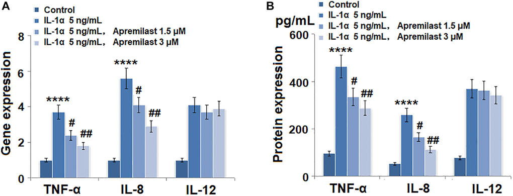 Apremilast suppressed IL-1α-induced expression of pro-inflammatory cytokines in mouse epidermal stem cells (ESCs). Cells were stimulated with 5 ng/mL IL-1α in the presence or absence of 1.5 or 3 μM Apremilast for 12 hours. (A). mRNA of TNF-α, IL-8, and IL-12; (B). Secretions of TNF-α, IL-8, IL-12 (****P #, ##, P N = 5–6).