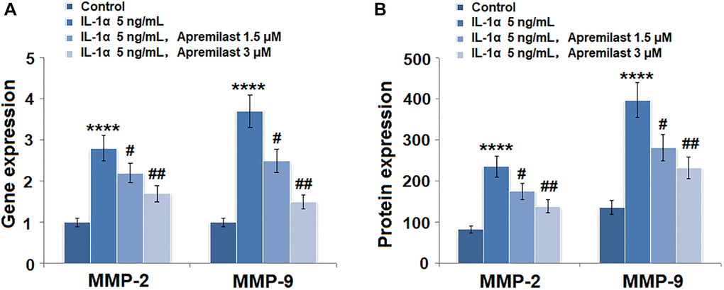 Apremilast prevented IL-1α-induced expression of MMP-2 and MMP-9 in ESCs. Cells were stimulated with 5 ng/mL IL-1α in the presence or absence of 1.5 or 3 μM Apremilast for 12 hours. (A). mRNA of MMP-2 and MMP-9; (B). Protein of MMP-2 and of MMP-9 (****P #, ##, P N = 5–6).