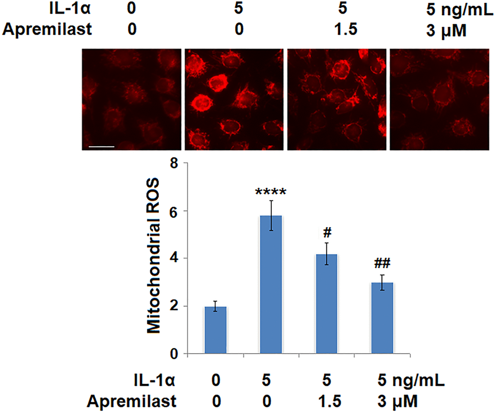Apremilast alleviated IL-1α-induced oxidative stress in ESCs. Cells were stimulated with 5 ng/mL IL-1α in the presence or absence of 1.5 or 3 μM Apremilast for 12 hours. Mitochondrial ROS (****P #, ##, P N = 6) was measured using MitoSOX Red. Scale bar, 100 μm.