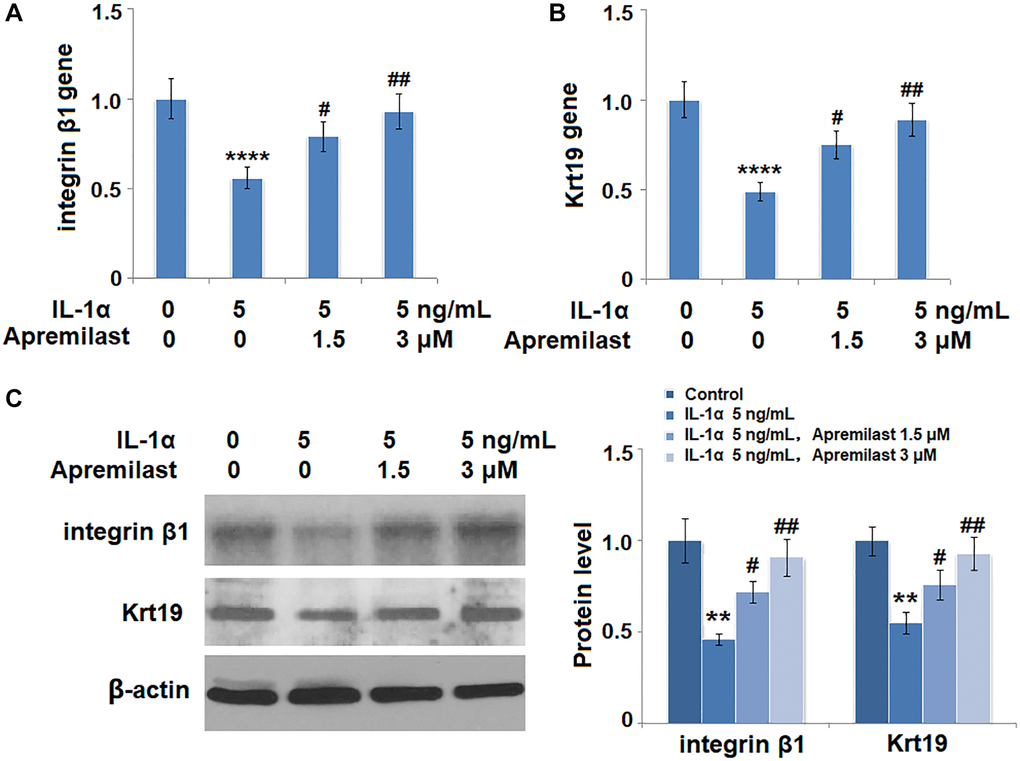 Apremilast protects ESCs against IL-1α-induced impairment in capacities of ESCs. Cells were stimulated with 5 ng/mL IL-1α in the presence or absence of 1.5 or 3 μM Apremilast for 12 hours. (A) mRNA of integrin β1; (B). mRNA of Krt19; (C). Protein levels of integrin β1 and Krt19 (**, ****, P #, ##, P N = 5).