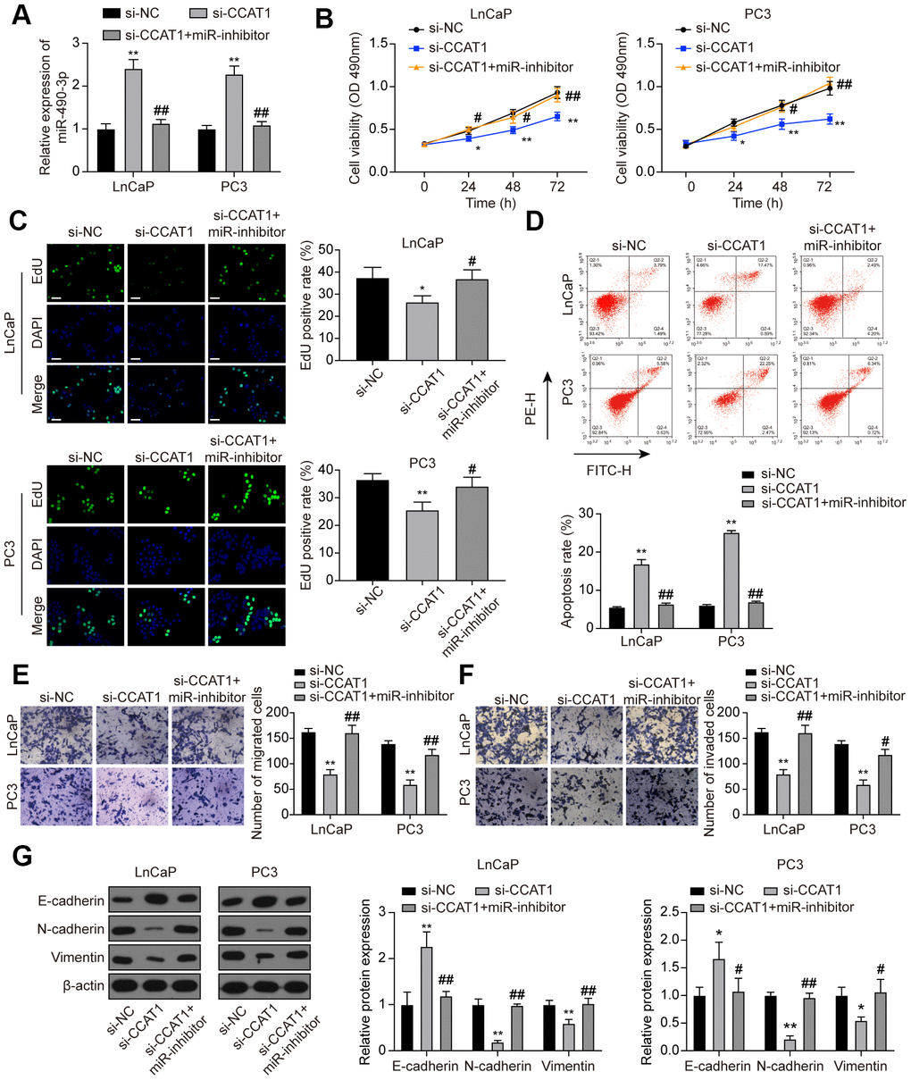miR-490-3p inhibition restored the influences of CCAT1 knockdown in PCa cells. (A) miR-490-3p expression in LnCaP and PC3 cells transfected with si-CCAT1 or si-CCAT1+miR-inhibitor. (B) Cell viability of LnCaP and PC3 cells with different treatments. Cell viability was suppressed by down-regulation of CCAT1, and reversed by additional treatment with miR-inhibitor. (C) EdU staining results in each group of LnCaP and PC3 cells. Cell proliferation inhibition induced by si-CCAT1 was alleviated by additional treatment with miR-inhibitor. Scale bar: 50 μm. (D) Cell apoptosis of LnCaP and PC3 cells by flow cytometry detection. Cell apoptosis was increased by si-CCAT1 transfection and reactivated after miR-490-3p inhibition. (E, F) Cell migration and invasion of LnCaP and PC3 cells by Transwell assays. Cell migration and invasion in PCa cells were blocked in si-CCAT1 group and retrieved in si-CCAT1+miR-inhibitor group. (G) Down-regulation of CCAT1 increased the expression of E-cadherin yet decreased N-cadherin and Vimentin expression, and this effect was retrieved in the si-CCAT1+miR-inhibitor group. *P P P P 