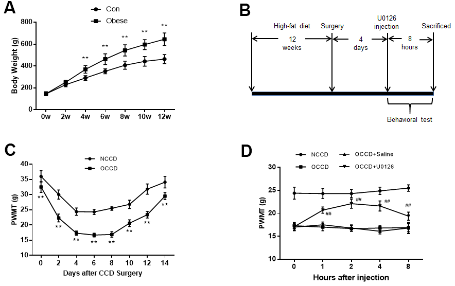 Inhibition of ERK activation reduces obesity-induced increases in neuropathic pain. (A) The body weight of rats was measured at different time points. (B) The protocol of Part 1. (C) Allodynia in the NCCD and OCCD groups was detected by the PWMT test at the indicated time points after CCD surgery. (D) The role of ERK inhibition on PWMT in obese CCD rats after intrathecal injection. N = 10-15 per group. **P ##P 