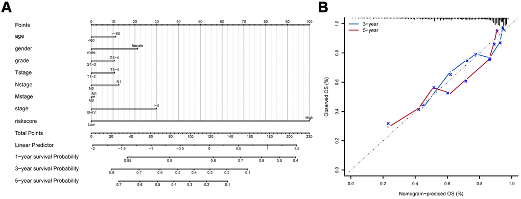 Development of prognostic model based on eight-IRlncRNA signature and clinicopathologic features. (A) Nomogram for predicting the survival probability of 1-, 3-, and 5-year overall survival for PAAD patients. (B) Prediction made by Calibration plot of the nomogram for overall survival.