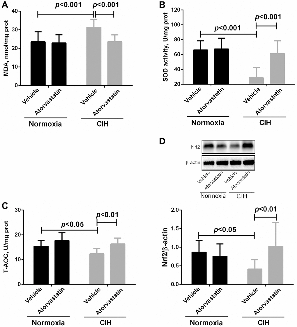 Differences in oxidative stress markers in myocardial tissue between groups. In comparison to normoxia + vehicle group, myocardial tissue of mice in the CIH + vehicle group had higher MDA levels (23.54 ± 5.39 vs. 31.25 ± 4.44, p p p p p p A, B, and C). Nrf2 levels were lower in the CIH + vehicle group than in the normoxia + vehicle group (0.41 ± 0.25 vs. 0.87 ± 0.32, p p D).