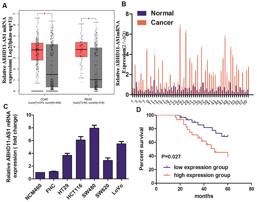 ABHD11-AS1 was highly expressed in CRC and indicated a poor prognosis. (A) Public database GEPIA displayed the mRNA expression of ABHD11-AS1 in CRC and normal colorectal tissue. (B) mRNA expression of ABHD11-AS1 in CRC and normal colorectal tissue in our patient samples. (C) mRNA expression ABHD11-AS1 in CRC and normal colonic epithelium cell line. (D) Kaplan–Meier plot of 60 patients with survival data (from our samples) stratified by ABHD11-AS1 expression levels.