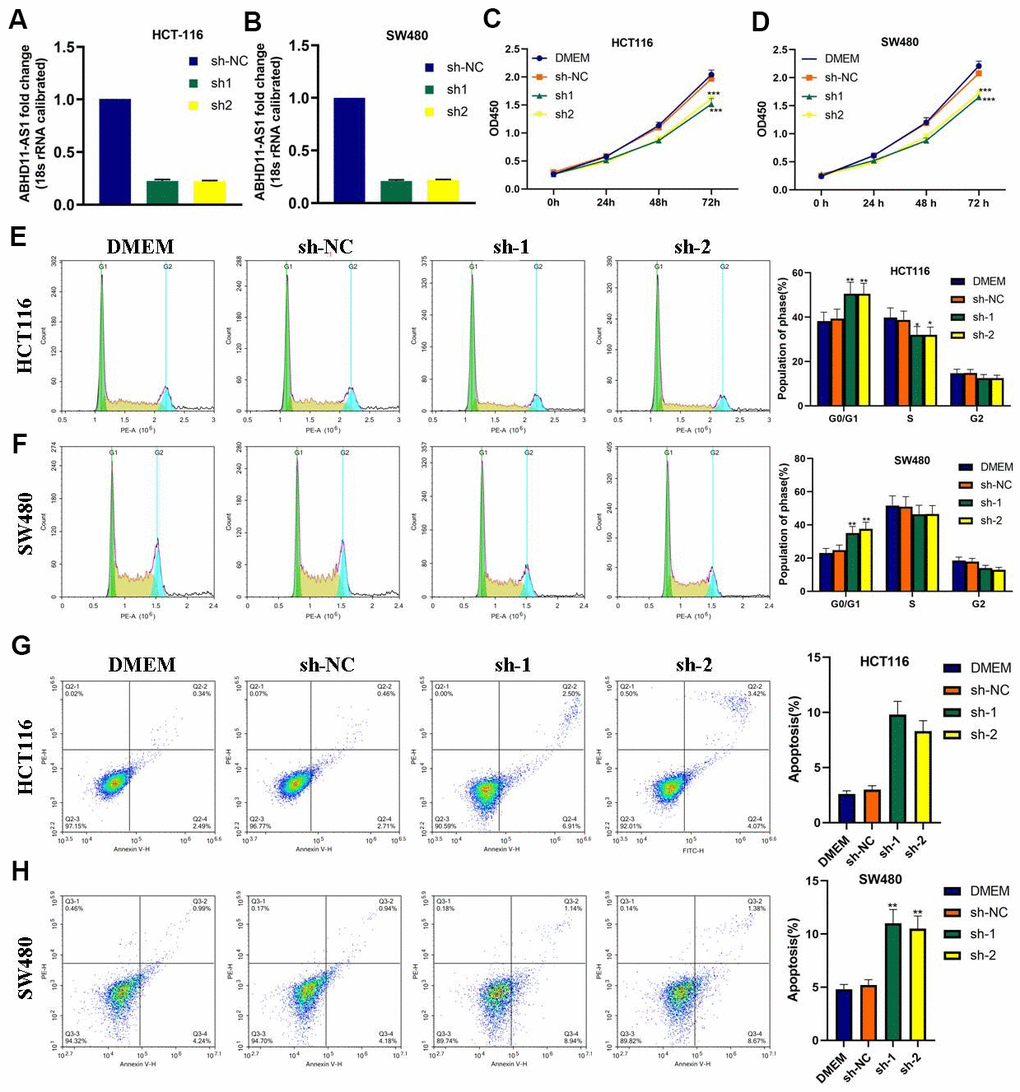 ABHD11-AS1 deficiency attenuated proliferation and promoted apoptosis in CRC cells. (A) ABHD11-AS1 expression in HCT116-ABHD11-AS1-sh cells was determined by RT-qPCR. (B) ABHD11-AS1 expression in SW480-ABHD11-AS1-sh cells was determined by RT-qPCR. (C) The proliferation curves of HCT116-sh-NC cells and HCT116-ABHD11-AS1-sh cells measured by CCK-8 array. (D) The proliferation curves of SW480-sh-NC cells and SW480-ABHD11-AS1-sh cells measured by CCK-8 array. (E) PI staining illustrated the cell cycle distribution of HCT116-sh-NC cells and HCT116-ABHD11-AS1-sh cells. (F) PI staining illustrated the cell cycle distribution of SW480-sh-NC cells and SW480-ABHD11-AS1-sh cells. (G) Annexin V-7ADD and PI double staining illustrated the apoptosis cells of HCT116-sh-NC cells and HCT116-ABHD11-AS1-sh cells. (H) Annexin V-7ADD and PI double staining illustrated the apoptosis cells of SW480-sh-NC cells and SW480-ABHD11-AS1-sh cells. *P