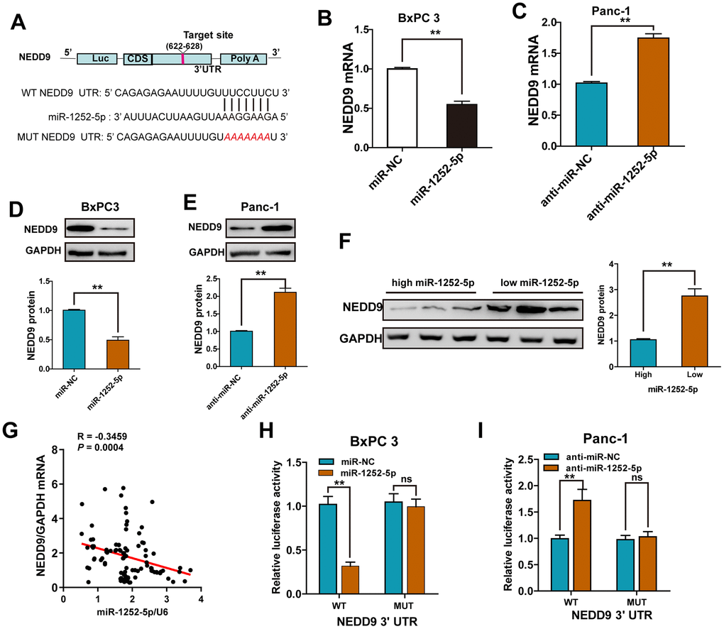 NEDD9 was a direct target of miR-1252-5p in PAC cells. (A) miR-1252-5p and its putative binding sequences in the 3′-UTR of NEDD9. (B–E) qRT-PCR and western blot analysis of NEDD9 mRNA and protein expression after transfection with corresponding miRNA vectors in PAC cells. (F) Western blot assays of NEDD9 protein expression in human PAC tissues with high- and low-miR-1252-5p expressing. (G) An inverse correlation between miR-1252-5p and NEDD9 mRNA levels was observed in human PAC tissues (n = 18). (H, I) Luciferase activity was detected after co-transfection with corresponding miRNA vectors and luciferase vectors in PAC cells. NEDD9, neural precursor cell expressed, developmentally downregulated 9; PAC, pancreatic cancer; WT, wild-type; MUT, mutant-type; UTR, untranslated region. **P P 