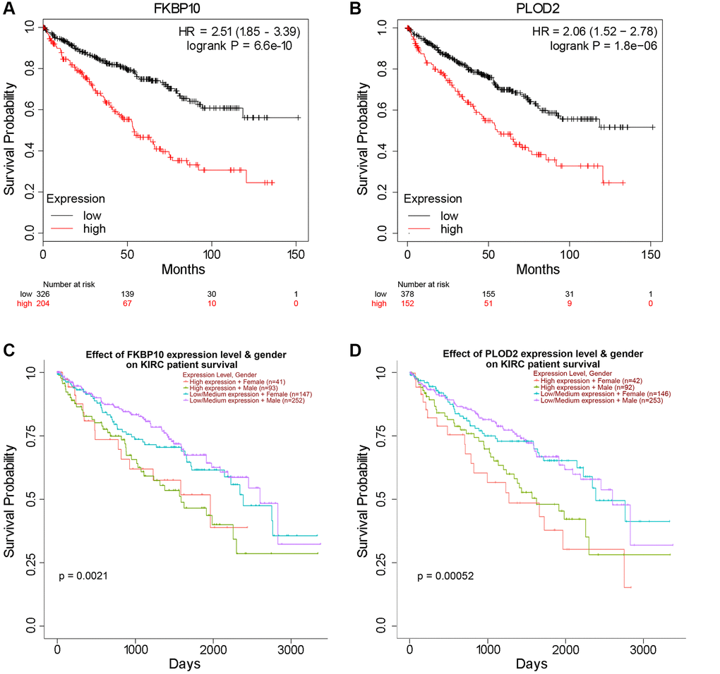High FKBP10 and PLOD2 level predicts poor prognosis in ccRCC patients. The prognostic value of FKBP10 and PLOD2 level in ccRCC patients. High expression groups has lower survival probability than low expression groups for both genes. (A) Effect of FKBP10 expression level on ccRCC patients’ OS. Logrank p = 6.6e-10, HR = 2.51. (B) Effect of PLOD2 expression level on ccRCC patients’ OS. Logrank p = 1.8e-06, HR = 2.06. (C) Effect of FKBP10 expression level and gender on ccRCC patients’ OS. Logrank p = 0.0021. (D) Effect of PLOD2 expression level and gender on ccRCC patients’ OS. Logrank p = 0.00052.