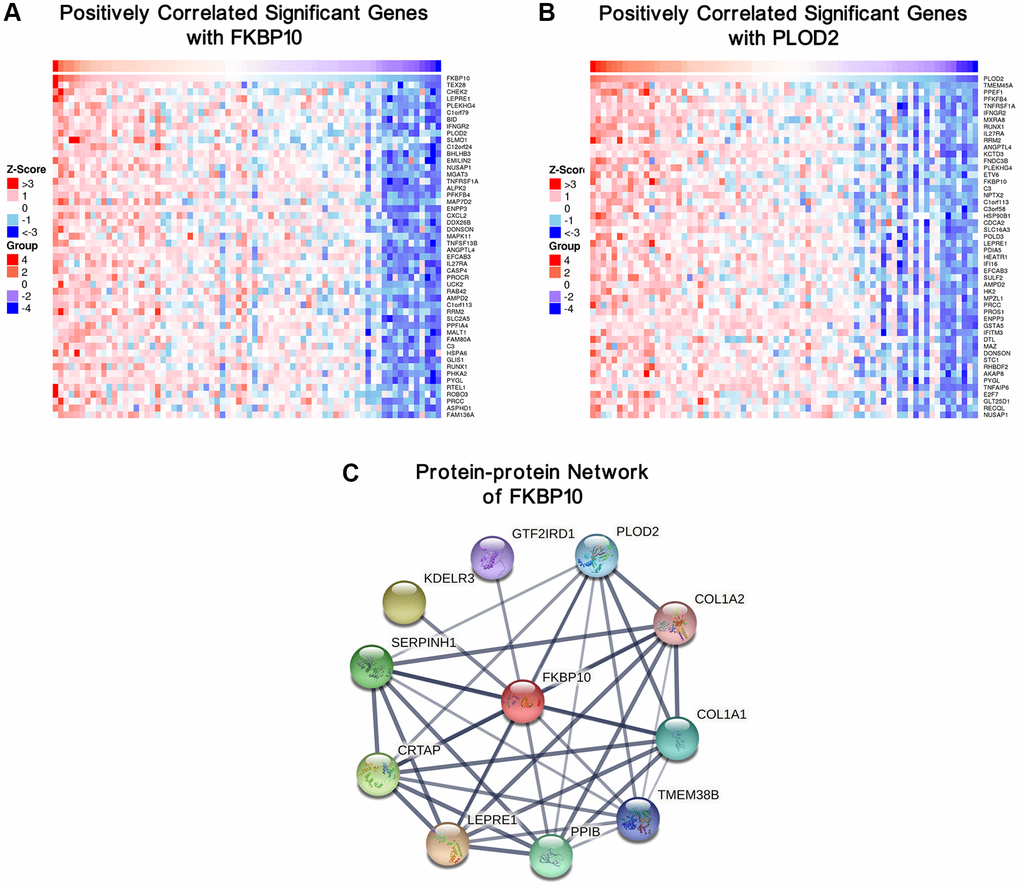 Genes correlated with FKBP10 and PLOD2 in ccRCC, and PPI network of FKBP10. (A) Heat map showing top50 genes positively correlated with FKBP10 in ccRCC, PLOD2 was ranked. (B) Heat map showing top50 genes positively correlated with PLOD2 in ccRCC, FKBP10 was ranked. (C) PPI network of FKBP10 analyzed by String database. PLOD2, COL1A1 and COL1A2 showed strong interaction with FKBP10 (interaction score > 0.7).