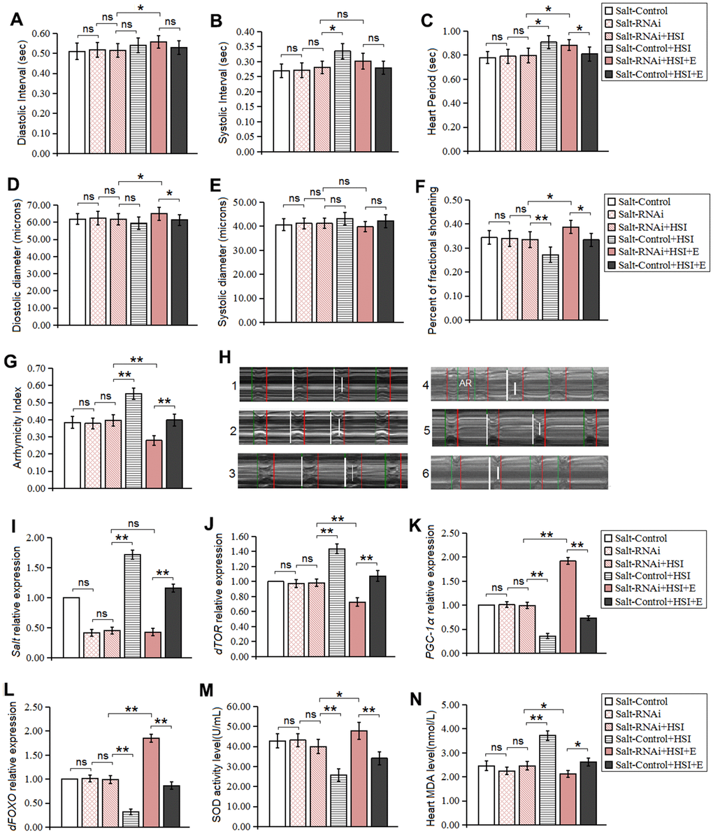 Influence of salt RNAi, HSI, and LTE on heart. (A) Heart diastolic period. (B) Heart systolic period. (C) Heart period. (D) Diastolic diameter. (E) Systolic diameter. (F) Fractional shortening. (G) Arrhythmia index. (H) Microscopic image of cardiac function from M-mode trace in 5-week-old Drosophila. It can be observed that heart salt gene overexpression could increase heart period and arrhythmia, and it could reduce fractional shortening. LTE could reduce heart period and arrhythmia, and it could increase fractional shortening in heart salt gene overexpression flies. (I) The heart salt expression level. (J) The heart dTOR expression. (K) Cardiac PGC-1α expression. (L) Cardiac dFOXO expression. (M) Cardiac SOD activity level. (N) Cardiac MDA level. Using a one-way analysis of variance (ANOVA) followed by an LSD test among these groups. Data are represented as means ± SEM. *P