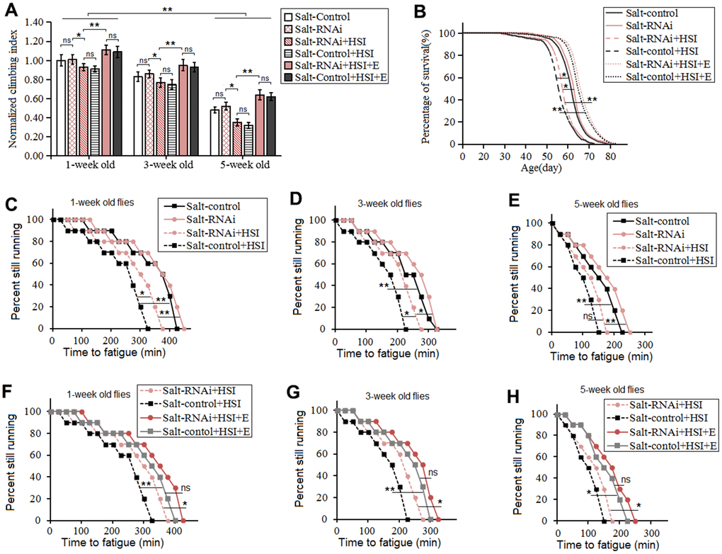 Influence of heart salt RNAi, HSI, and LTE on the climbing ability and lifespan in Drosophila. (A) The climbing index in 1-week old, 3-week old, and 5-week old flies. (B) Fly population survival (%) curve. The leftmost curve represents the Salt-control+HSI group, of which flies had the shortest lifespan. (C) Influence of heart salt RNAi and HSI on climbing endurance in 1-week old flies. (D) Influence of heart salt RNAi and HSI on climbing endurance in 3-week old flies. (E) Influence of heart salt RNAi and HSI on climbing endurance in 5-week old flies. (F) Influence of heart salt RNAi, exercise, and HSI on climbing endurance in 1-week old flies. (G) Influence of heart salt RNAi, exercise, and HSI on climbing endurance in 3-week old flies. (H) Influence of heart salt RNAi, exercise, and HSI on climbing endurance in 5-week old flies. For climbing ability measurement, the sample size was about 100 flies for each group. For climbing index, using a one-way analysis of variance (ANOVA) followed by an LSD test among different groups. For lifespan, the sample size was 200-220 flies for each group. P-values for lifespan curves and climbing endurance curves were calculated by the log-rank test. Data are represented as means ± SEM. *P