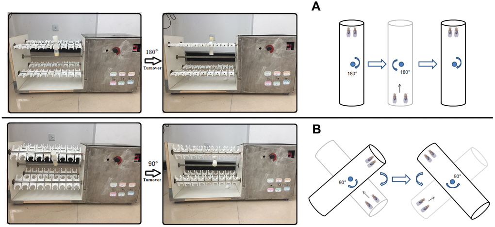 Exercise training device. (A) For young and adult flies, vials were vertically loaded in exercise device, and rotated 180° to make flies constantly climb (Just as Power Tower, overcoming weight = total body weight). (B) For aged flies (From 4-week to 5-week old flies in this study), vials were loaded in exercise device, and their long axis is at an Angle of 45° degrees to the horizontal plane (Overcoming weight = total body weight ×sin45°). When aged flies climbed and reached the top of vial, the vial were rotated 90° degrees to make flies constantly climb.