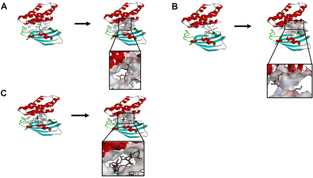 (A) ZINC000013374324-mTORC1 complex. Schematic drawing of interactions between ligands and mTORC1, the surface of the binding area was added, blue represented positive charge, red represented negative charge, and ligands were shown in the sticks, the structure around the ligand-receptor junction was shown in thinner sticks. (B) ZINC000012495776 -mTORC1 complex. Schematic drawing of interactions between ligands and mTORC1, the surface of the binding area was added, blue represented positive charge, red represented negative charge, and ligands were shown in the sticks, the structure around the ligand-receptor junction was shown in thinner sticks. (C) Rapamycin-mTORC1 complex. Schematic drawing of interactions between ligands and mTORC1, the surface of the binding area was added, blue represented positive charge, red represented negative charge, and ligands were shown in the sticks, the structure around the ligand-receptor junction was shown in thinner sticks.