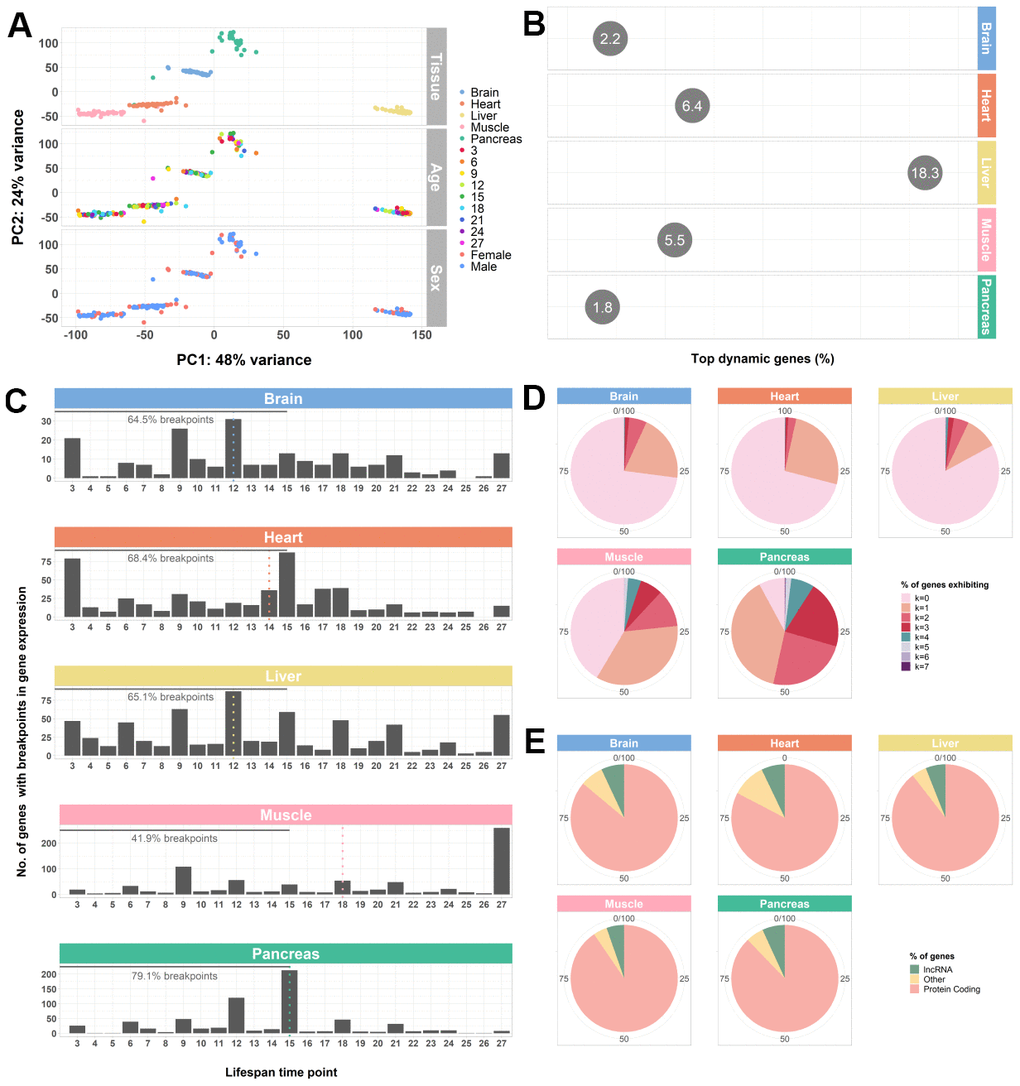 Whole-transcriptome characterization of different mouse tissues throughout the lifespan by segmented regression analysis. (A) PCA of all tissues performed on VST-normalized read counts of the 500 most variable genes and colored by all known effects highlights type of tissue as the main contributor to sample segregation. (B) Percentage of top dynamic (Trendy) genes across the lifespan for the mouse brain, heart, liver, muscle, and pancreas, highlighting the liver and the pancreas the ones with higher and lower dysregulation, respectively. The displayed values correspond to the percentages of the total number of Trendy genes found in each tissue relative to the total number of expressed genes per tissue (brain: 34164, heart: 28073, liver: 20157, muscle: 18978, pancreas: 18414). Top dynamic genes were selected based on tissue-specific adjusted R2 thresholds (brain: > 0.2; heart: > 0.2; liver: > 0.1; muscle: > 0.3; pancreas: > 0.3) and p-values C) Histograms of the distribution of breakpoints in gene expression of the top dynamic genes per tissue. Each bar depicts the sum of all breakpoints of all Trendy genes at that given time point. Monotonic behaviors (i.e., no breakpoints) are not included in the histograms. Dotted, vertical lines indicate the median breakpoint distribution for each tissue. Median breakpoint distribution in the muscle was significantly different from all the other tissues (Kruskal-Wallis Test followed by Dunn’s Test; Supplementary Table 1). (D) Percentage of top dynamic genes exhibiting 0 to 7 breakpoints (maximum number of breakpoints allowed in the Trendy regression model). In all tissues, except from the Pancreas, most Trendy genes exhibit monotonic expression patterns (continuously up or down). In the Pancreas, the majority of genes display one breakpoint. (E) Biotype distribution of the top dynamic genes per tissue. Biotype nomenclature based on Ensembl annotation. In all tissues, protein coding genes were significantly over-enriched relative to the reference genome’s annotation, whereas lncRNAs were significantly under-enriched (Fisher’s Exact Test; Supplementary Table 2).