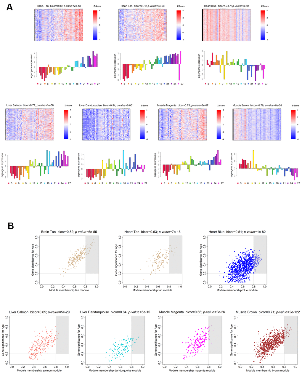 Weighted gene co-expression network significantly age-associated modules. (A) Gene expression profile of each significantly age-associated module. The heatmaps (top) display the standardized expression (z-score) of individual genes (rows) per sample (columns), whereas the bar plots (below) represent the ME expression profile. Each bar of the bar plot corresponds to the same samples of the heatmap. Negative (positive) values of ME expression relate to the under-expression (over-expression) of genes in each module’s heatmap (blue and red colors, respectively). (B) Intramodular hub gene identification. For each module, genes with individual GS > 0.2 and MM > 0.8 were considered to be the most functionally important (inside grey rectangles).