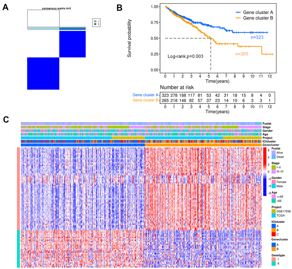 Genotyping analysis. (A) In a cluster analysis based on the K-means algorithm, the colon cancer patients were classified into two subgroups, designated gene clusters (A, B). (B) The Kaplan-Meier curves for patients with gene clusters (A, B) (Log-rank test, p=0.003). (C) Heat map of DEGs. Rows represent colon cancer samples with different subtypes and clinical status; columns represent tumor-infiltrating immune cells.