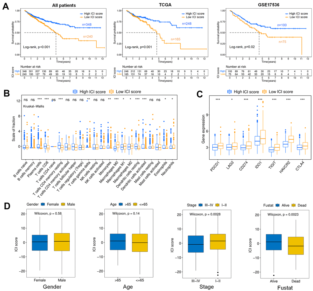 Analysis of the ICI score. (A) Kaplan-Meier curves for colon cancer patients with high and low ICI scores (Log-rank test). All patients (pB) Boxplot showing the contents of tumor-infiltrating immune cells within the high and low ICI score subgroup (Kruskal-Wallis test, ***pC) immune checkpoint gene expression analysis for colon cancer in high and low ICI score subgroups. (Kruskal-Wallis test, ***pD) Boxplots showing the difference of ICI scores with different Clinical characteristics (Wilcoxon test). Gender (p=0.58); Age (p=0.14); Stage (p=0.0028); Fustat (p=0.0023).