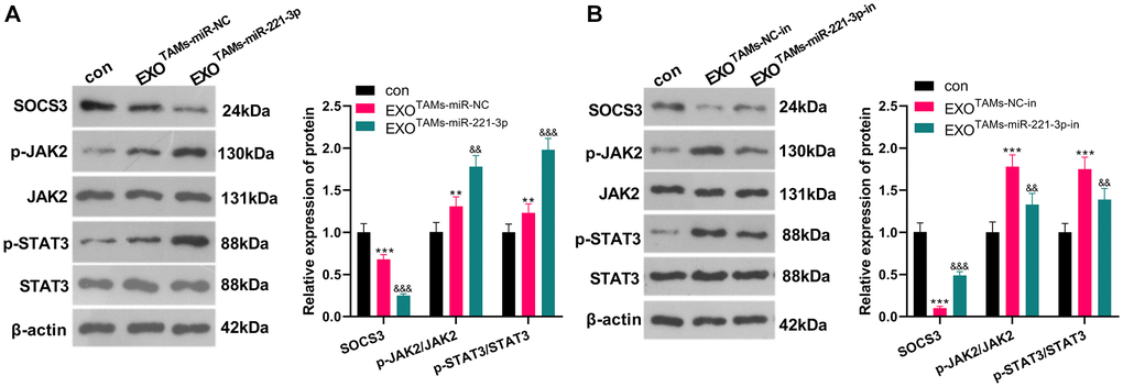 miR-221-3p overexpression curbed SOCS3 and boosted JAK2/STAT3. miR-221-3p mimics or inhibitors were transferred into M2-TAMs. The exosomes in the culture medium of M2-TAMs were isolated and then treated with Saos2 cells. (A–B) WB was used for analyzing the SOCS3/JAK2/STAT3 pathway expression. **P ***P &&P &&&P TAMs+miR-NC group or EXOTAMs+NC-in group), N = 3.