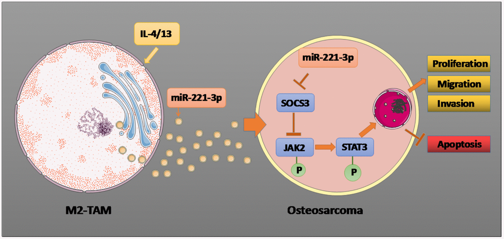 Graphical abstract. Il-4/13 induces M2-TAMs, and miR-221-3p produced by M2-TAM exosomes targets and dampens SOCS3, thus phosphorylating JAK2/STAT3, stimulating proliferation, migration and invasion of OS cells, and hampering cell apoptosis. The arrow indicates the activation effect, and the T symbol represents the inhibitory effect.