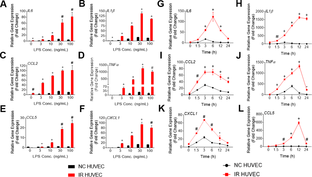 Lipopolysaccharide (LPS) induces a dose- and time-dependent induction of the senescence-associate secretory phenotype (SASP) gene expression in non-senescent HUVECs (NC HUVEC) and ionizing radiation (IR)-induced senescent HUVECs (IR HUVEC). (A–F) Dose response. Relative gene expression of IL6 (A), IL1β (B), CCL2 (C), TNFα (D), CCL5 (E), and CXCL1 (F) in NC HUVEC and IR HUVEC stimulated with 3-100 ng/ml LPS for 3 hours. (G–L), Time course. Relative gene expression of IL6 (G), IL1β (H), CCL2 (I), TNFα (J), CXCL1 (K), and CCL5 (L) in NC HUVEC and IR HUVEC as a function of time of stimulation with 30ng/mL LPS. Gene expression in unstimulated NC HUVEC was used as baseline and GAPDH was used as endogenous control. (n = 3; mean ± SEM; * p
