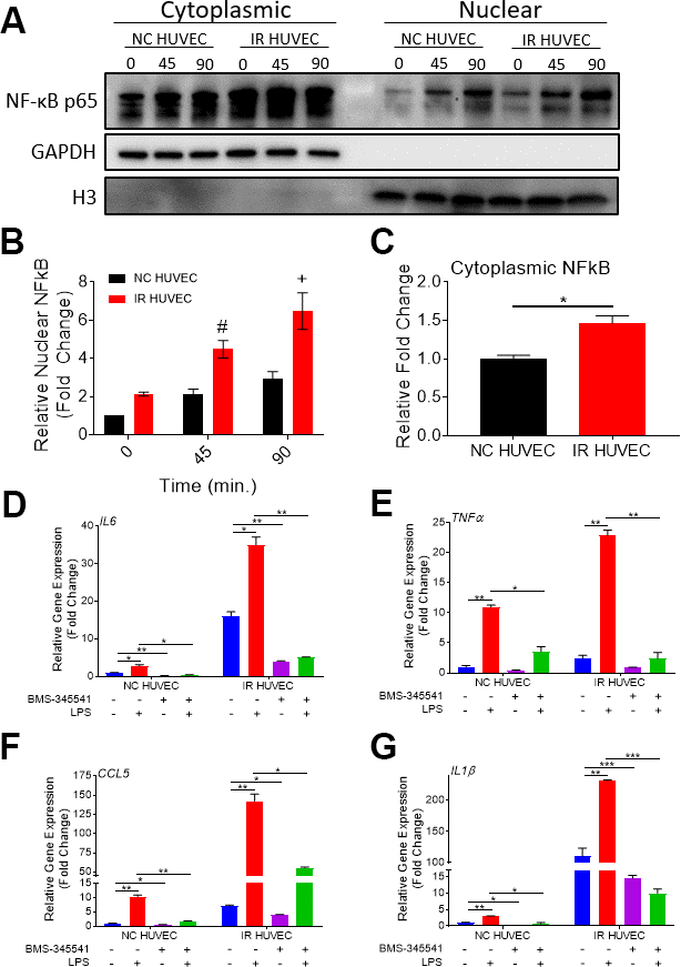 Regulation of senescence-associated hyper-activation via NF-κB pathway. (A–C) IR HUVEC exhibit higher baseline expression and activation of NF-κB when compared to NC HUVEC. Representative western-blot images (A) (the middle line is the molecular weight markers), densitometry based quantitative analysis of nuclear fraction (B) and cytoplasmic fraction (C) of NF-κB p65 in NC HUVEC and IR HUVEC stimulated with LPS (30 ng/ml) for 0-90 min (n = 3; mean ± SEM; * pD–G) NF-κB inhibition attenuates the expression of IL6 (D), TNFα (E), CCL5 (F), and IL1β (G) mRNA in IR HUVEC. NC HUVEC and IR HUVEC were treated with LPS (30 ng/ml) or the NF-κB inhibitor BMS-345541 (10 μM) or their combination for three hours followed by mRNA analysis. Gene expression in unstimulated NC HUVEC was used as baseline and GAPDH was used as endogenous control. (n = 3; mean ± SEM; * p