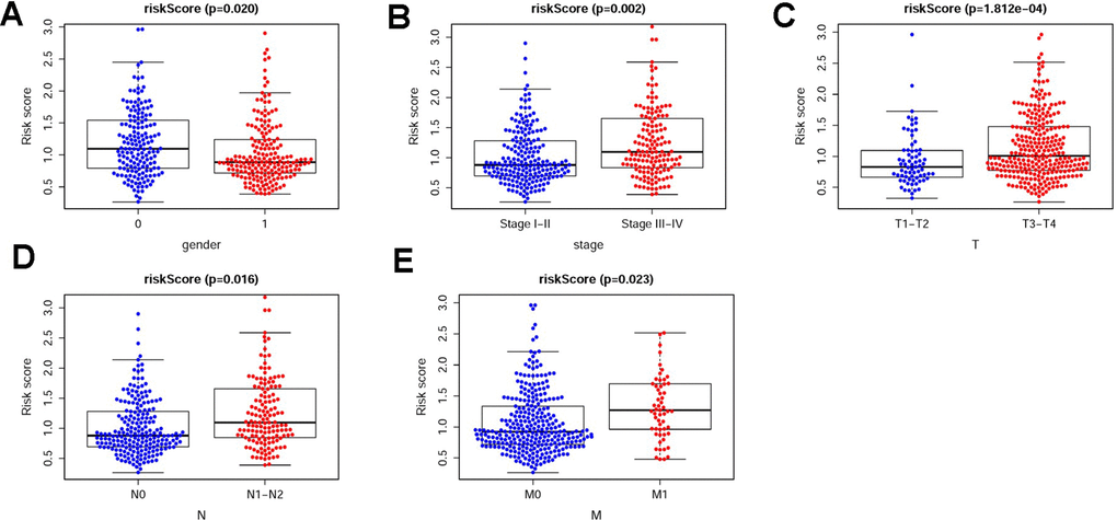 The relevancies between the clinical features and the RSM. The relevancies between the RSM and gender (A), stage (B), T-stage (C), N-stage (D) and M-stage (E). The lower risk scores were showed in the male patients (A), and patients with early stage (B), early T-stage (C), early N-stage (D) and early M-stage (E) based on TCGA database. (0 = Female patients; 1 = Male patients).