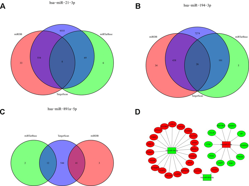 The Venn diagram of the sDMIRs TGs and the regulatory networks of sDMIRs. The predicted TGs were screened from miRDB, TargetScan, and miRTarBase databases. The overlaps meant the numbers of TGs predicted by more than one database. ((A) hsa-miR-21-3p; (B) hsa-miR-194-3p; (C) hsa-miR-891a-5p). The regulatory networks of sDMIRs and TGs (D); green parts represent down-regulation and red parts represent up-regulation.