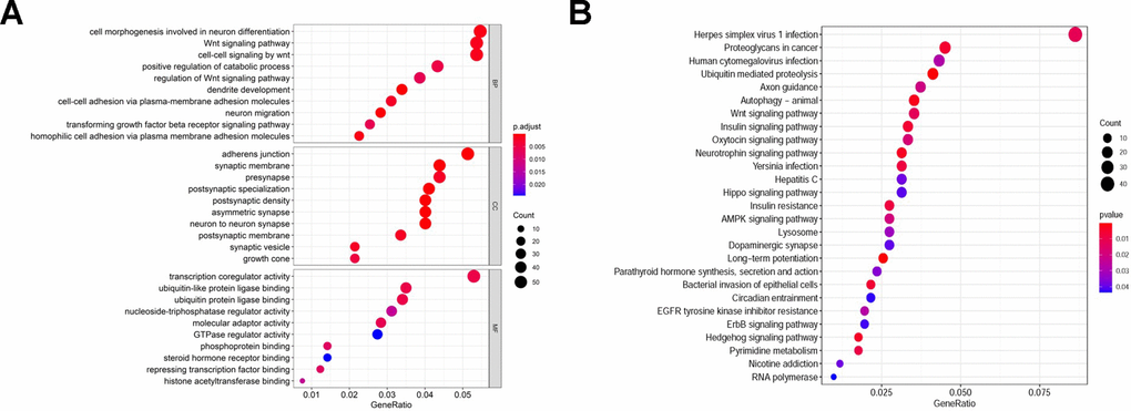 The functional enrichment analysis of TGs. The top pathways of TGs were demonstrated in biological process (BP), cellular component (CC), molecular function (MF) (A), and KEGG pathway (B).