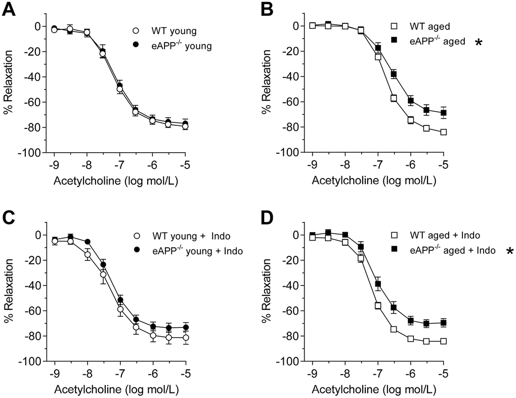Endothelium-dependent relaxations to ACh in isolated aorta from young (A; n=9 per group) and aged (B; n=8 per group) wild-type (WT) littermates and eAPP−/− mice aortas. Effects of indomethacin (Indo; 10-5 mol/L) on responses to ACh in young (C; n=9 per group) and aged (D; n=7 per group) WT littermates and eAPP−/− mice aortas. Results are shown as mean ± SEM and expressed as percent relaxation from submaximal contractions induced by PGF2α. * P>0.05 versus wild-type littermates (ANOVA with Bonferroni's correction).