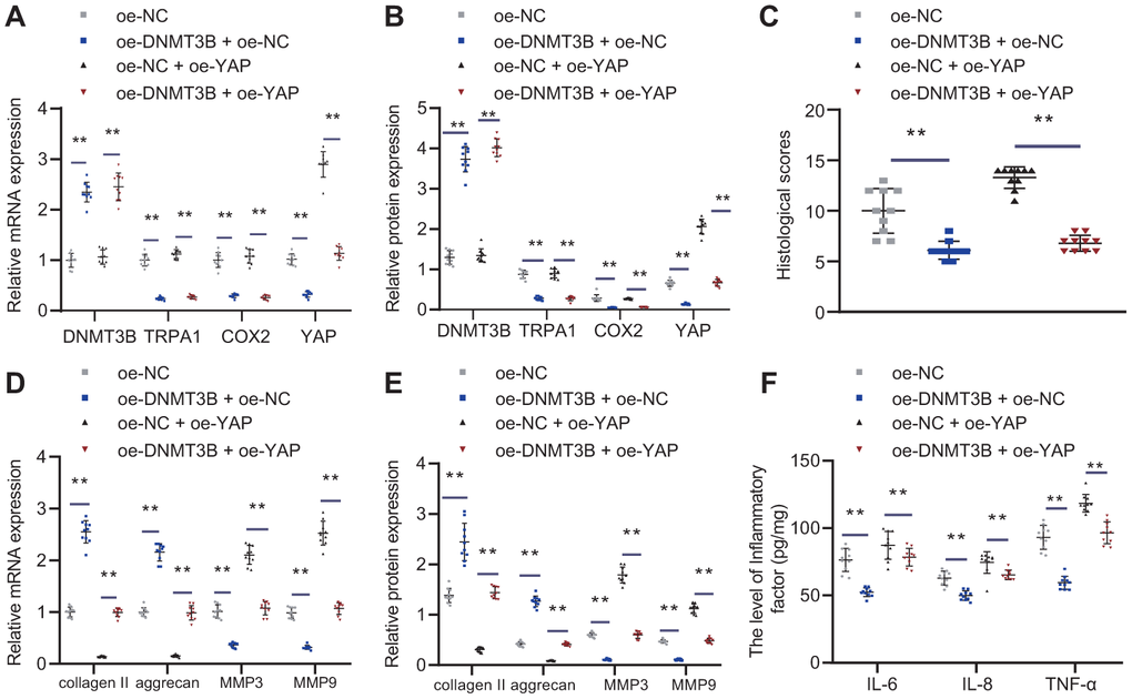 DNMT3B alleviated IVDD through TRPA1-COX2-YAP axis. Seven days after IVDD surgery, rats were injected with oe-DNMT3B and/or oe-YAP lentivirus vectors by tail vein for 3 consecutive days. Rats were euthanized 4 weeks after IVDD surgery, and C4-C6 intervertebral disc tissues were collected. (A) DNMT3B, TRPA1, COX2, and YAP expression in IVDD rats treated with oe-DNMT3B and oe-YAP was detected by RT-qPCR. (B) DNMT3B, TRPA1, COX2, and YAP expression in IVDD rats treated with oe-DNMT3B and oe-YAP were detected by Western blot. (C) Histological analysis of the intervertebral disc tissue. (D) The expression of collagen II, aggrecan, MMP3, and MMP9 was detected by RT-qPCR in intervertebral disc tissues of rat models treated with oe-DNMT3B or oe-YAP. (E) The expression of collagen II, aggrecan, MMP3, and MMP9 was detected by Western blot in intervertebral disc tissues of rat models treated with oe-DNMT3B or oe-YAP. (F) Inflammatory factors IL-6, TNF-α, IL-8 levels were detected by ELISA in intervertebral disc tissues of rat models treated with oe-DNMT3B or oe-YAP. Measurement data are expressed as the mean ± standard deviation (n = 3) and analyzed using one-way ANOVA between multiple groups. **, p 